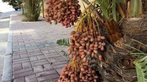 Бахрейн - Мухаррак: зарождение Арабской Нефти