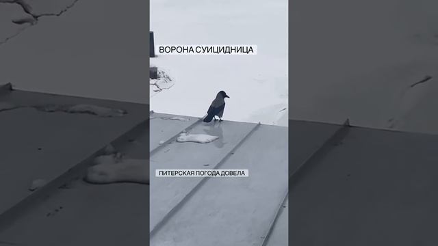 Ворона и палец прикол 18
105