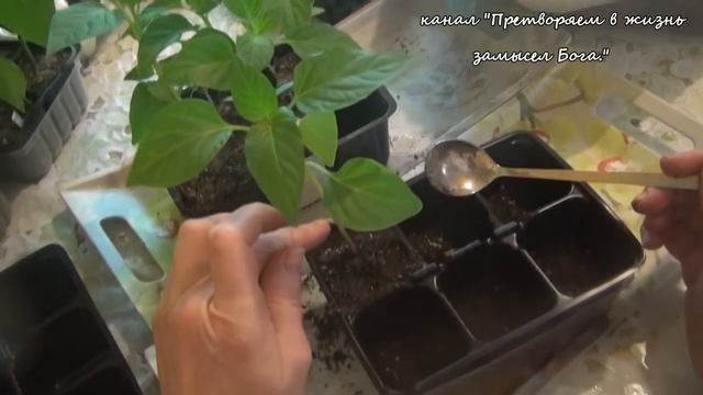 Самый лучший способ выращивания рассады