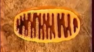 Строение и функции митохондрий