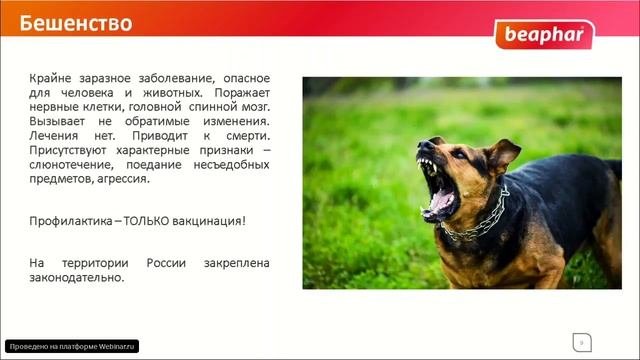 Вирусные болезни щенков