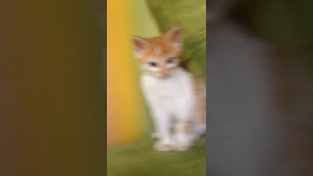 Доберман и котенок
