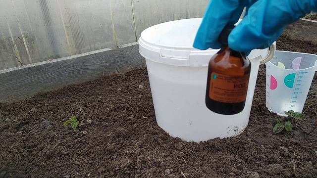 ЙОД- СУПЕР СРЕДСТВО ДЛЯ КЛУБНИКИ!!! смотреть онлайн