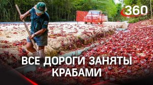 Нашествие крабов на Австралию – местные отбиваются лопатами, туристы слетаются с камерами