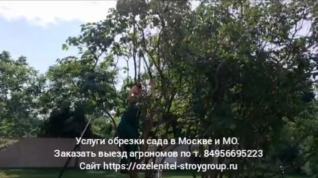 Услуги стрижки кустарников на участках Москвы и области. Заказать выезд агрономов по т. 84956695223