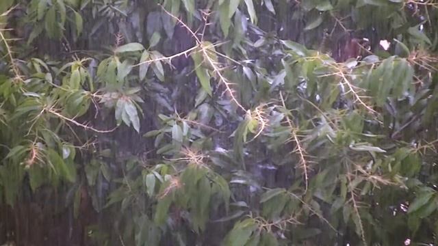 Rainwater falls on mango leaves in Malang, East Java, Indonesia смотреть онлайн