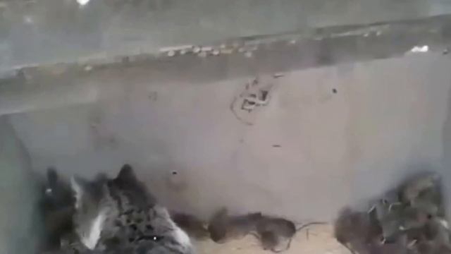 Кот дружит с мышами! смотреть онлайн