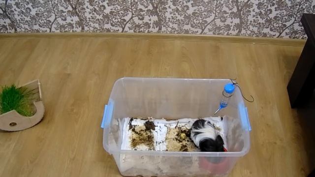 Пробую в деле одноразовые пеленки для содержания морской свинки. Плюсы и минусы. смотреть онлайн