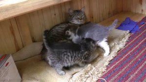 Кошка с котятами на даче
