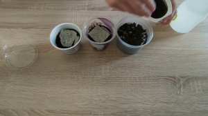 киви из семян. выращивание киви на подоконнике