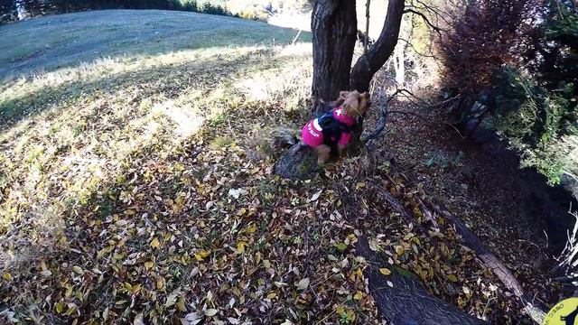 Mountains trip by Yorkshire terrier Peggy смотреть онлайн