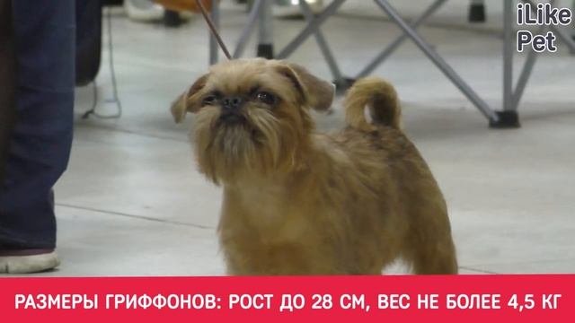 Какие породы собак самые маленькие?