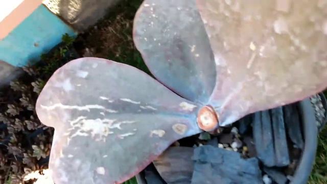 Decaptações na última Lua Cheia 🌒/Quantas mudas os caules me deram até agora + Dicas смотреть онлайн