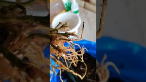 Пересадка покупной орхидеи дендробиум нобиле.