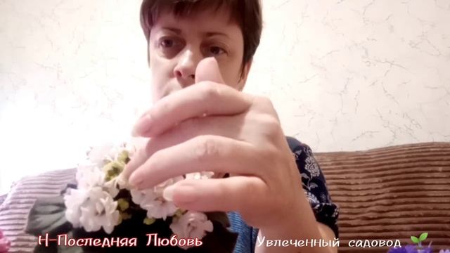 Пышное цветение фиалок. Обзор по сортам. Моя коллекция.