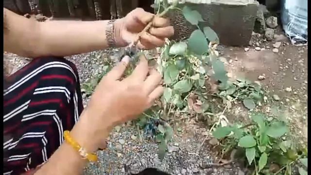 Air Layering|Propagating Roses|Cuttings and Air Layering Method|how propagate roses|greenery's смотреть онлайн