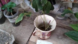 черенкование культимаром