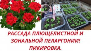 Пеларгония.Как пикировать сеянцы.В какой грунт, ёмкость.В какие сроки. Все правила пикировки.