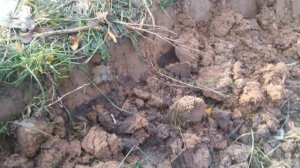 Строим вальер  АЛАБАЮ. Работники.Снимаем дёрн.  1,5 часа работы - что сделано.