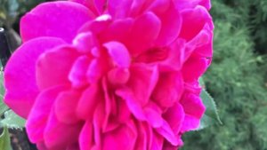 Роза Д. Остина « Фишерман’с френд » / Плюсы и минусы