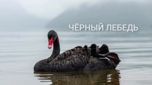 ЧЕРНЫЙ ЛЕБЕДЬ | КНИГА ЗА 3 МИН