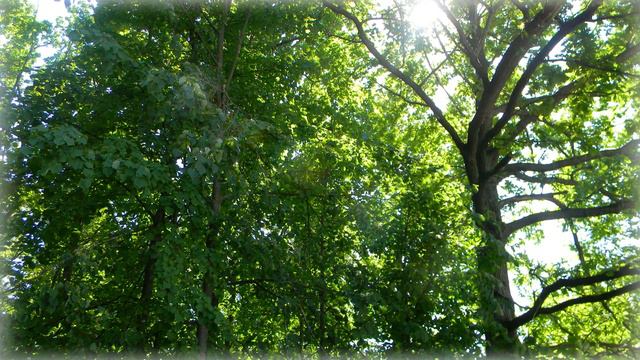 "Музыка нежности" Андрей Обидин. Очень душевная мелодия. смотреть онлайн