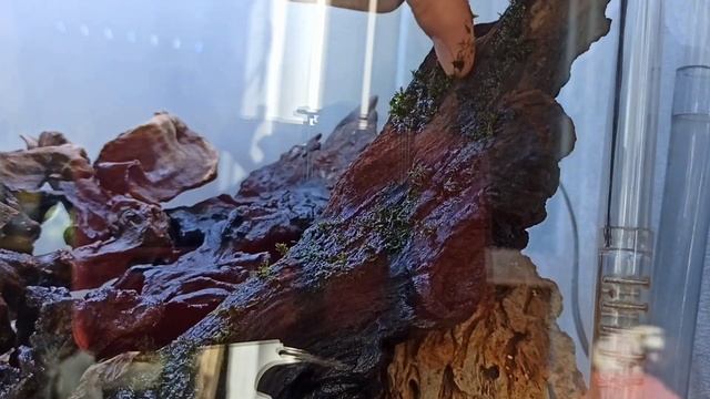 Один из способов закрепить мох на коряги. смотреть онлайн