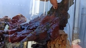 Один из способов закрепить мох на коряги.