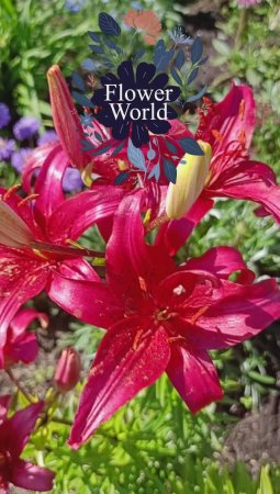 Лилия Азиатская  - Детройт (lilium asiatic Detroit).?