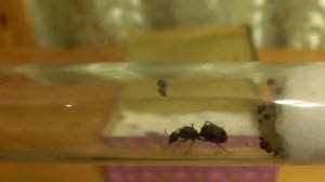 моя муравьиная матка с личинками муравьев