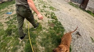 ЛЮБОВЬ БЕЗ ГРАНИЦ. ВОЛК ЛУНА ХОЧЕТ ПИТБУЛЯ ГРАФА И МУСУ. ЭЛИТНЫЕ ЩЕНКИ ПИТБУЛЯ НАБИРАЮТ ОБОРОТЫ.