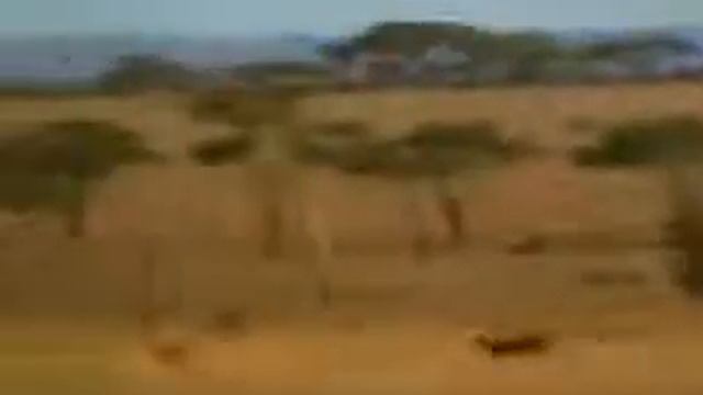 Пума за антилопай смотреть онлайн