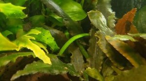 Жизнь в аквариуме. Растения пузырят, после подмены воды и прополки