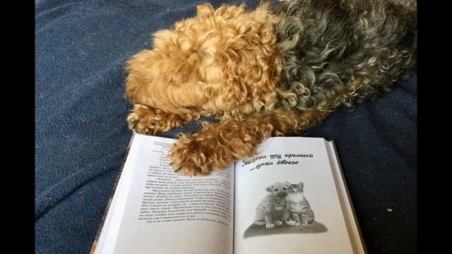 Книга Сказки VII 21 смотреть онлайн