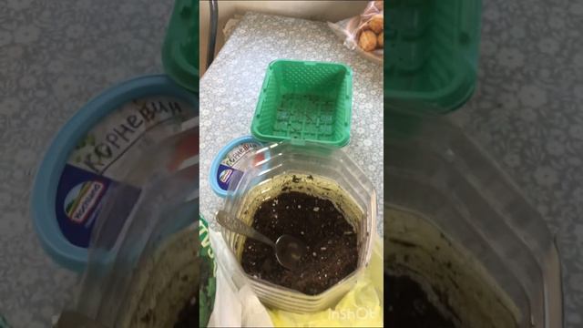 Черенки🌱 пеларгонии 🌺2-мя способами обрезки ✌️ смотреть онлайн