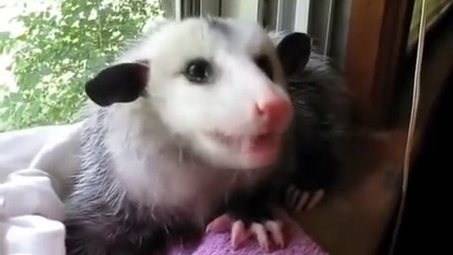 Клубника - любимое лакомство опоссумов смотреть онлайн