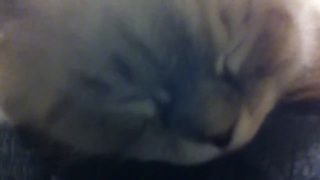 Кошка спит и сопит смотреть онлайн