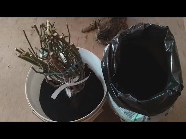 Как сохранить розы весной до посадки. Мой метод. Съёмка 6 апреля