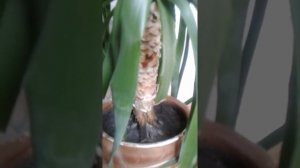 ДРАЦЕНА ДРАКО Уход: почва, полив, как ухаживать за драценой, драцена дракон