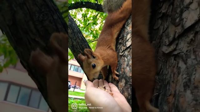 Кормлю белку. The squirrel is eating