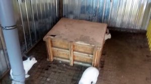 Домик для кроликов в вольере.