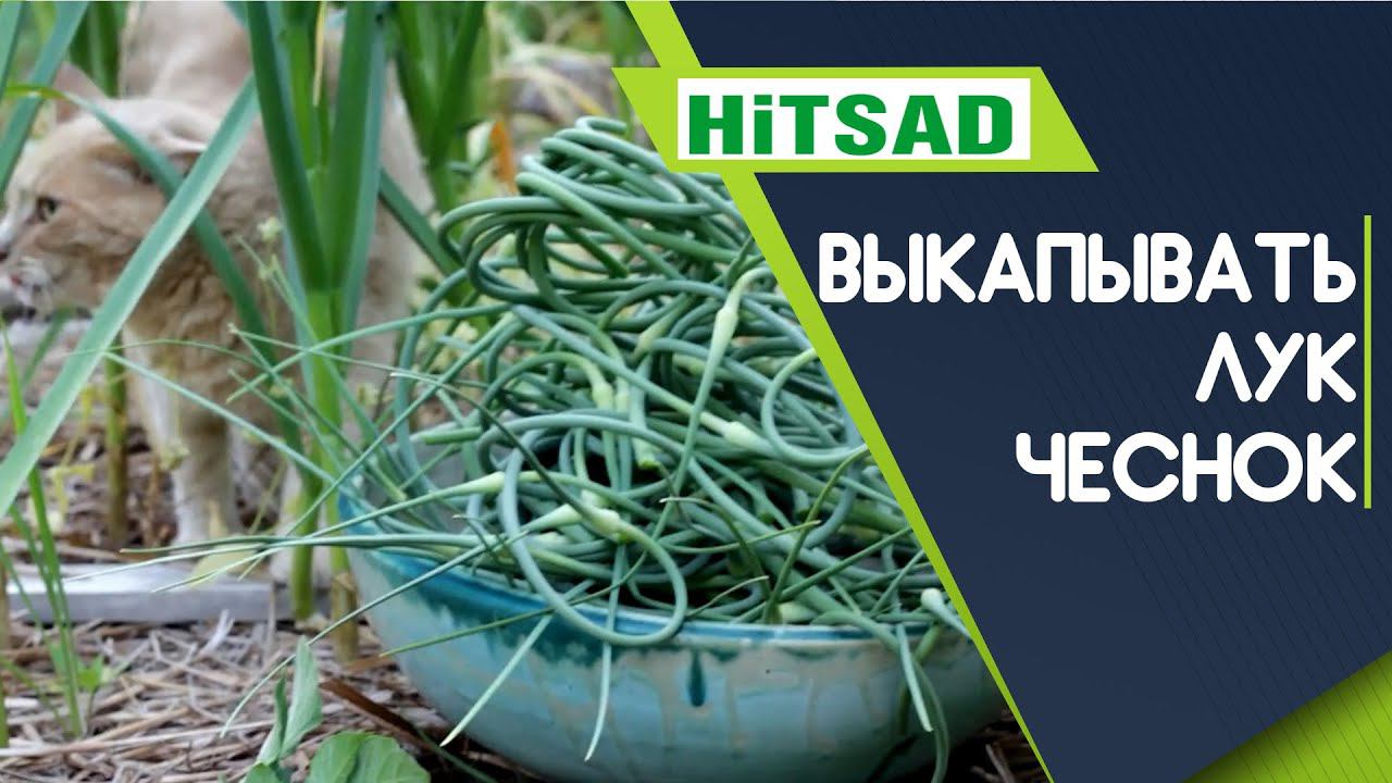 Срочно!!! Пора копать! Когда выкапывать лук и чеснок