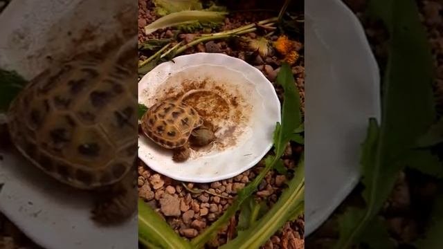 Среднеазиатская черепаха нуждается в воде!