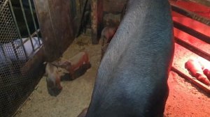 Поросята породы Дюрок , Дюрок, хрячки породы дюрок , чистый дюрок ,племеные поросята породы дюрок