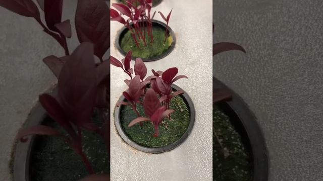 Полезнее выращенное дома или в огороде? смотреть онлайн