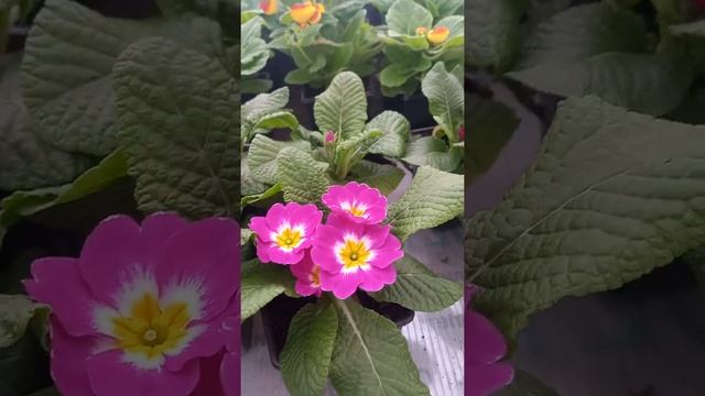 Обзор сортов примулы к 8 марта, цинерария и кальцеолярия январь 2022г смотреть онлайн