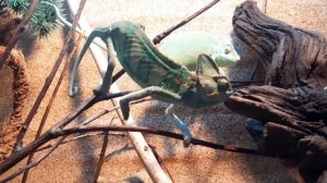 Охота на сверчка / Йеменский хамелеон