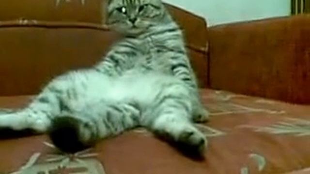 Sitting kitty. Scottish Fold. Сидящая кошка. Шотландская вислоухая. Медитация. смотреть онлайн