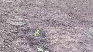 Белая акация в Белгородском районе.