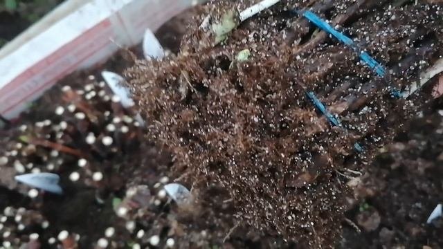 Супер череночник  Результат укоренения черенков гортензии